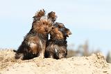 YORKSHIRE TERRIER 024
